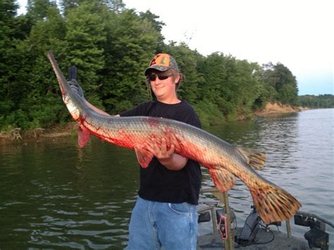 LONGNOSE GAR - KY - Bowfishing Association of America