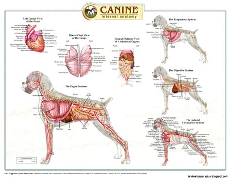 Canine Anatomy | HD Wallpapers Plus