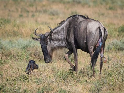 The Wildebeest Calving Season. - Born Park Adventures