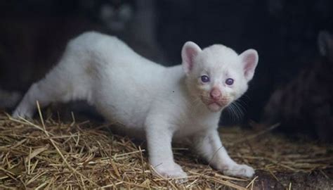 Nicaragua's Thomas Belt Zoo welcomes one of a kind albino puma