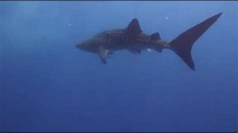 Makadi Bay diving center [Video] | Whale shark, Whale, Shark