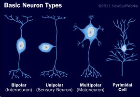 Basic Neuron Types - How Your Brain Works | HowStuffWorks