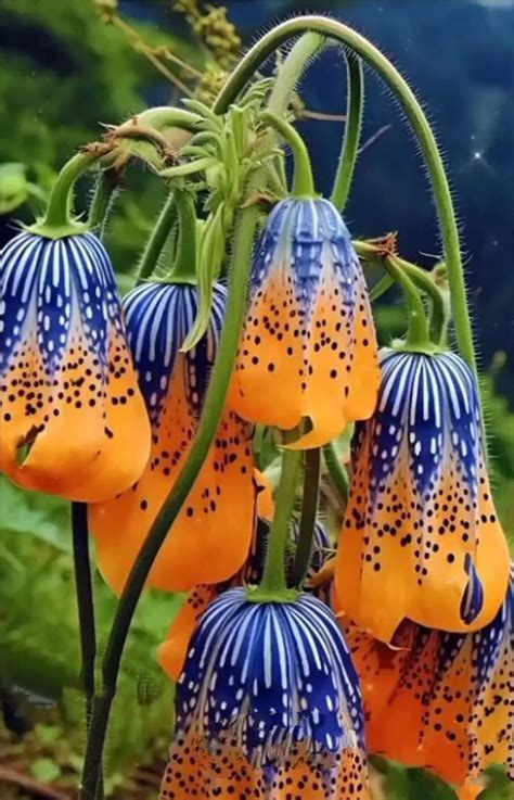 blue and orange flowers with spots on them