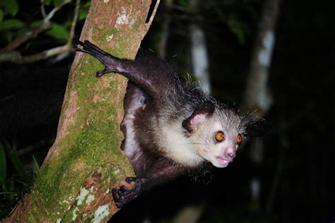 Aye-aye Lemur (Daubentonia madagascariensis) | Island of Mad… | Flickr