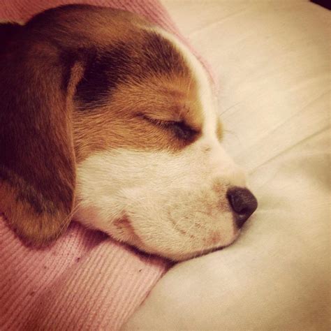 Puppy Sleep | Baby beagle, Sleeping puppies, Baby animals