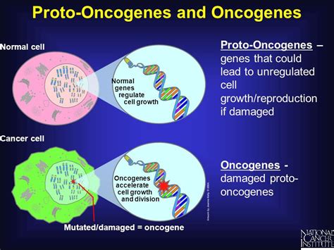 Samer Zakri-سامر زكري on Twitter: "#chronic myeloid leukemia as an example of chromosomes ...