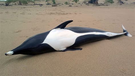 Rare whale dolphin mysteriously washes ashore | Fox News