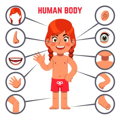 Body Functions Clipart Png Images Human Body Function - vrogue.co