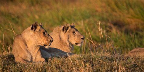 Predator Hierarchy | Southern African Safaris | Classic Africa