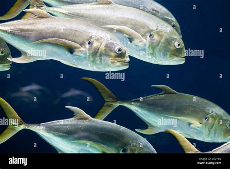 Blue jack fish hi-res stock photography and images - Alamy