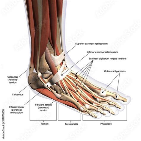 Foot Anatomy Labeled Dorsal Lateral View on White Background - Buy this ...