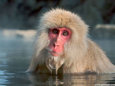 Beautiful Wallpapers: monkey hd wallpapers