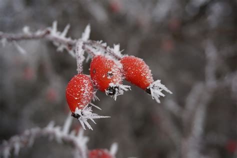 Winter Rose Protection in Kearney – R&S Landscape