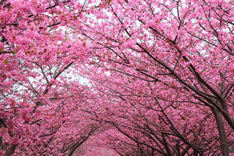 Free photo: Cherry Blossom Tree - Blooming, Blossoms, Cherry blossom ...