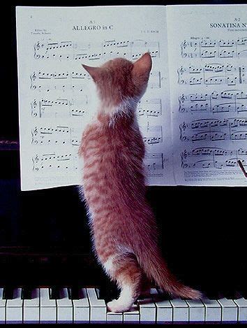 123 best =^.^= Cats & Pianos =^.^= images on Pinterest | Kitty cats, Pianos and Cat