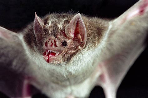 Vampire bats turned off part of their genome to eat blood | SYFY WIRE