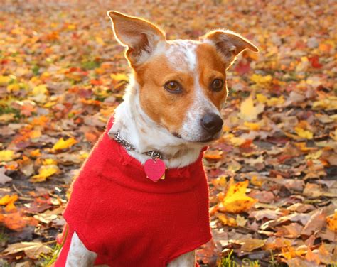 Gambar : anak anjing, menunggu, musim gugur, binatang menyusui, kedatangan, fokus, bertulang ...