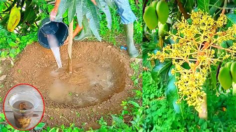 Homemade Organic Liquid Fertilizer For Mango Trees Fruiting Fast - YouTube