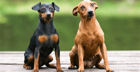 Miniature Pinscher Guide (Lifespan, Size & Characteristics)