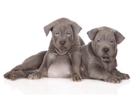 Thai Ridgeback Puppies For Sale