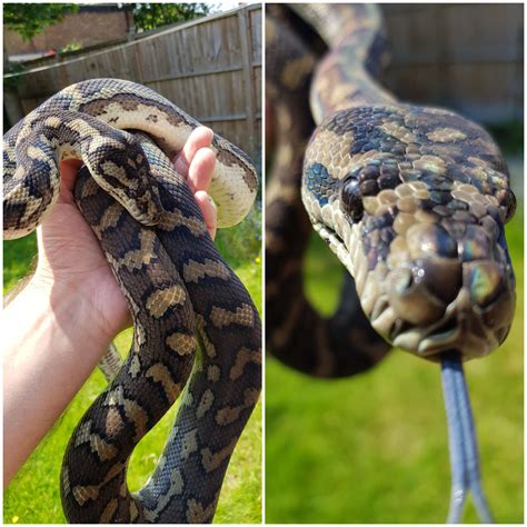 Sigurd, my Coastal Carpet Python. Enjoying the sun and being a little ...