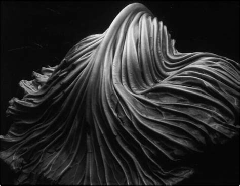 Edward Weston, Cabbage Leaf, 1931. Gelatin Silver Print.1968.7.2 | Flickr - Photo Sharing!