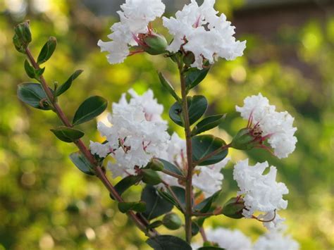 35 WHITE CREPE MYRTLE Lagerstroemia Indica Flowering Shrub - Etsy Australia