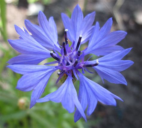 Wildflowers: Cornflowers