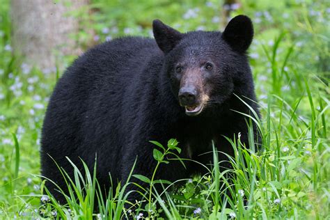 Cades Cove Black Bear Sow II | Great Smoky Mountains National Park | Ed ...