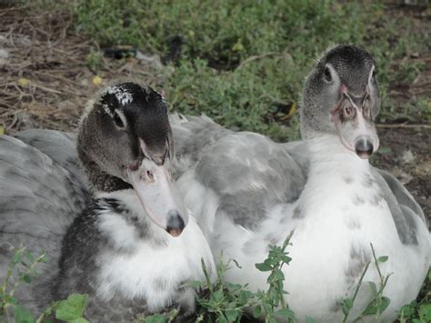 Hatching Muscovy Duck Eggs Naturally - bmp-log