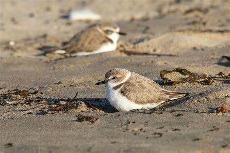 With Monitoring Limited, Someone Drove Through a Snowy Plover Nesting Site | Audubon