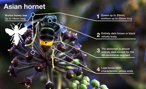 Spring monitoring for yellow-legged asian hornets - SOMERSET BEEKEEPERS ASSOCIATION