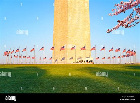 Cherry blossom near Washington Monument, USA Stock Photo - Alamy