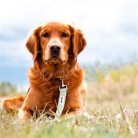 Top 10 Best Large Dog Breeds For Families With Children