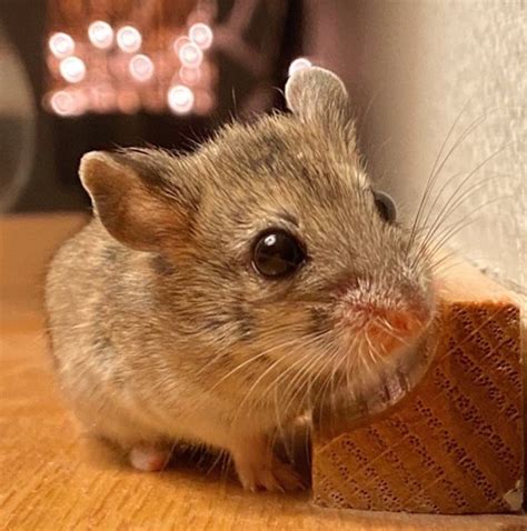 10 Best Small Rodents to Keep as Pets - PetPress