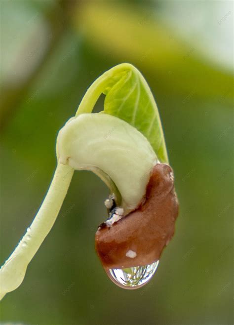 Cotyledon Seed Coat Of Young Cucumber Seedlings Background, Water Drops, Germ, Hd Background ...