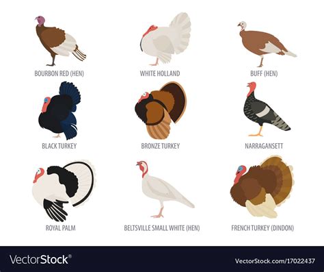 Poultry farming turkey breeds icon set flat design