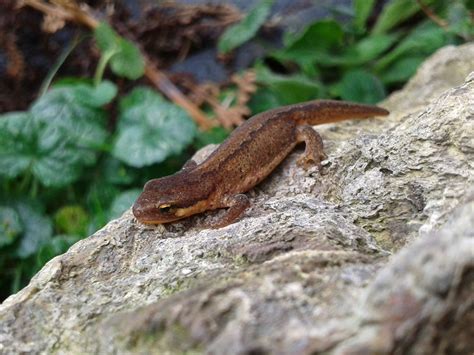 The Skomer Island Blog: The Palmate Newt