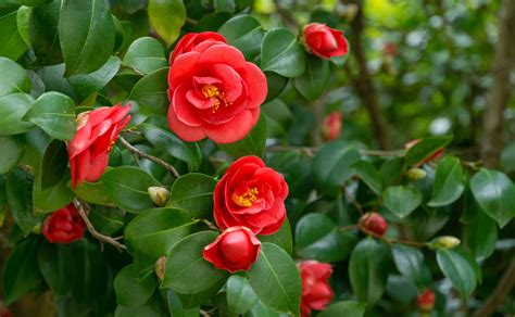 'Crimson King' And 'Ruby Wedding' - A Selection Of 19 Remarkable Red Camellias | Horticulture ...