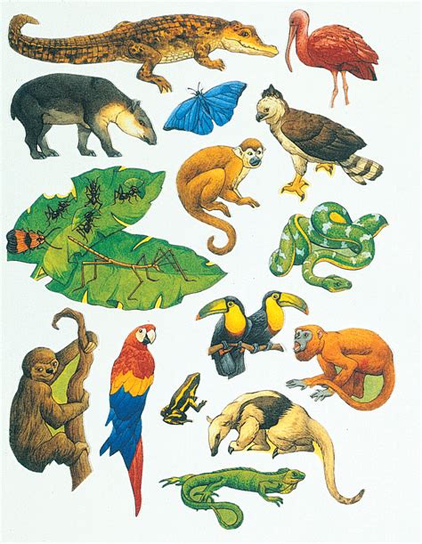 Printable Rainforest Animals