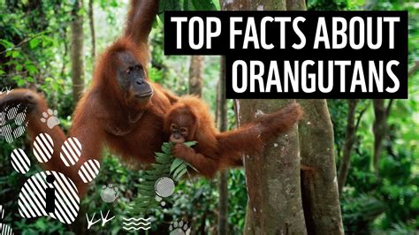 Top 10 Orangutan Facts | Animal Fun Facts | WWF - YouTube