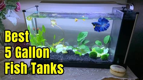 Best 5 Gallon Aquarium Fish Tanks | Setup ideas & Review ...