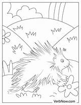 Free PORCUPINE Coloring Pages & Book For Download Printable PDF  VerbNow sketch template