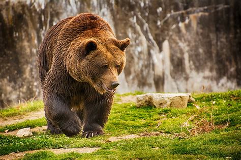 Discover more than 68 grizzly bear wallpaper - in.cdgdbentre