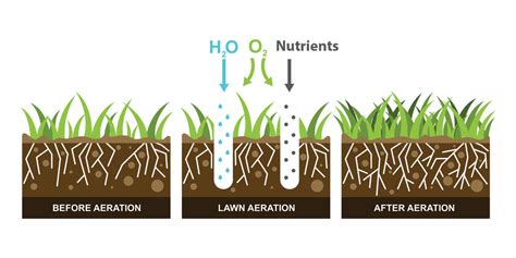 Turf Tips - Lawn Aeration