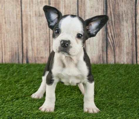 Frenchton - French Bulldog Boston Terrier Mix Breed Guide - Animal Corner