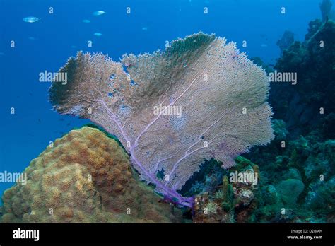 Beautiful fan coral on a reef in the Bahamas Stock Photo - Alamy