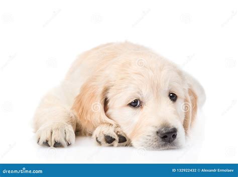 Sad Golden Retriever Puppy Lying in Front View. Isolated on White Stock Photo - Image of baby ...