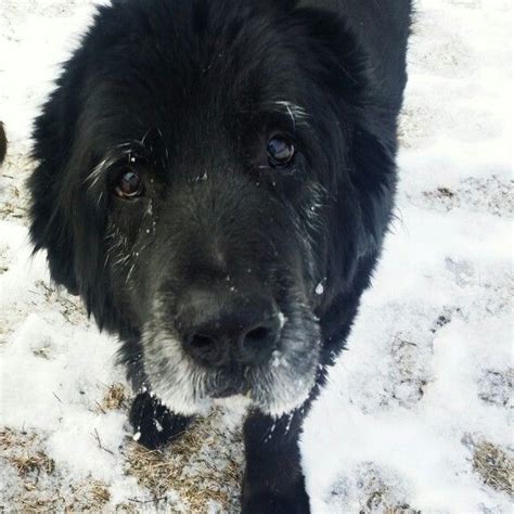 Just enjoying the snow | Newfoundland dog, Foster dog, Best dogs