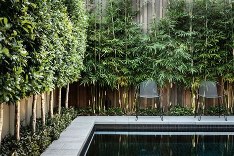 Privacy plants to block out neighbours